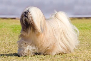 Discover the regal and affectionate Lhasa Apso - explore our website for comprehensive information on this ancient and beloved breed, and find a reputable breeder to bring home your new furry companion!