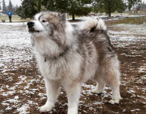 Discover the hardworking and loyal Canadian Eskimo Dog! Find a reputable breeder near you and bring home a devoted companion for life.