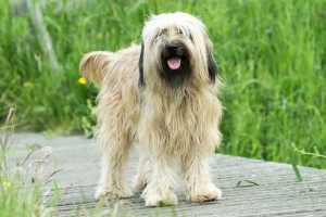 Meet the Catalan Sheepdog: a loyal, intelligent and active breed! Learn more about this wonderful companion and find reputable breeders on our website.