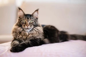 Meet the Magnificent Maine Coon - Majestic, Loyal and Playful. Browse Our List of Trusted Breeders to Find Your Furry Feline Companion!