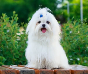 Discover the Delightful Maltese - Elegant, Affectionate and Perfect for Any Home. Browse Our List of Reputable Breeders to Bring Home Your New Best Friend!