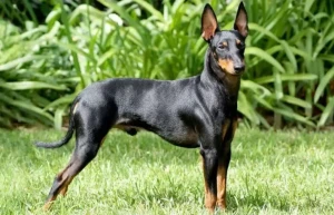 Meet the Mighty Manchester Terrier - Small in Size, Big in Personality. Browse Our List of Trusted Breeders to Find Your Perfect Canine Companion, whether Toy or Standard!