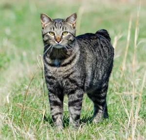Say Hello to the Playful Manx - Tailless, Affectionate and Full of Character. Browse Our List of Reputable Breeders to Bring Home Your Lovable Feline Friend Today!