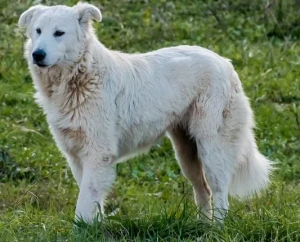 Discover the Majestic Maremma Sheepdog - Devoted, Brave and Exceptional Guardian Dogs. Browse Our List of Trusted Breeders to Find Your Loyal and Loving Canine Companion Today!