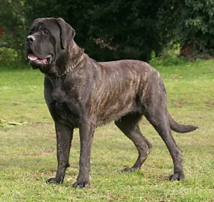 Introducing the Majestic Mastiff - Powerful, Protective, and Endlessly Loyal. Browse Our List of Reputable Breeders to Find Your Gentle Giant Today and Experience Unconditional Love!
