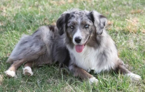 Meet the Adorable Miniature American Shepherd - Smart, Energetic and Perfect for Any Family. Browse Our List of Trusted Breeders to Find Your Furry Canine Companion Today and Bring Home the Love!