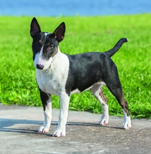Introducing the Playful Miniature Bull Terrier - Unique, Spirited and Full of Character. Browse Our List of Reputable Breeders to Find Your Lovable and Lively Canine Companion Today and Experience the Joy of True Friendship!