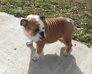 Discover the Charming Miniature Bulldog - Loyal, Affectionate, and Perfect for Small Spaces. Browse Our List of Trusted Breeders to Find Your Adorable Canine Companion Today and Bring Home a Bundle of Love!