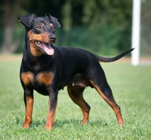 Meet the Dynamic Miniature Pinscher - Smart, Spunky, and Full of Personality. Browse Our List of Reputable Breeders to Find Your Lovable and Lively Canine Companion Today and Bring Home the Joy of Living!