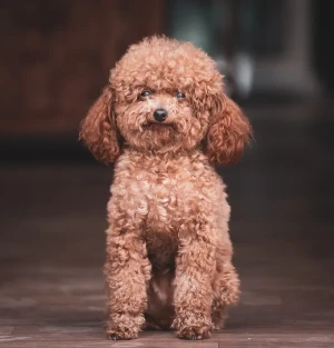 Introducing the Elegant Miniature Poodle - Intelligent, Graceful, and Perfect for Any Home. Browse Our List of Trusted Breeders to Find Your Perfect Canine Companion Today and Bring Home the Love and Sophistication!