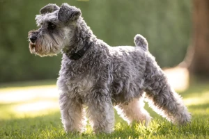 Discover the Charming Miniature Schnauzer - Playful, Intelligent, and Full of Character. Browse Our List of Reputable Breeders to Find Your Loyal and Loving Canine Companion Today and Bring Home the Joy of True Friendship!
