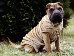 Meet the Adorable Miniature Shar Pei - Unique, Loving, and Full of Wrinkles. Browse Our List of Trusted Breeders to Find Your Perfect Canine Companion Today and Bring Home the Love and Devotion!