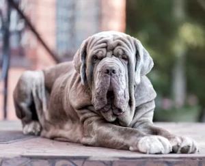 Discover the Majestic Neapolitan Mastiff - Powerful, Protective, and Devoted Companions. Browse Our List of Reputable Breeders to Find Your Loyal Canine Companion Today and Experience the Unwavering Loyalty and Love!