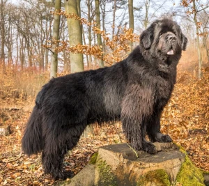 Introducing the Gentle Giant - The Newfoundland. Patient, Loving and Perfect for Families. Browse Our List of Trusted Breeders to Find Your Furry Companion Today and Bring Home the Joy of Unconditional Love!