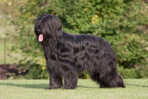 Meet the Briard - a loyal and loving companion. Find reputable Briard breeders near you.