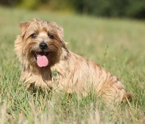 Meet the Irresistible Norfolk Terrier - Lively, Inquisitive, and Full of Charm. Browse Our List of Reputable Breeders to Find Your Lovable and Loyal Canine Companion Today and Bring Home the Joy of True Friendship!