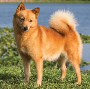 Discover the Adventurous Norwegian Buhund - Hardy, Intelligent, and Loyal Companions. Browse Our List of Trusted Breeders to Find Your Perfect Canine Companion Today and Experience the Thrill of Exploring Together!