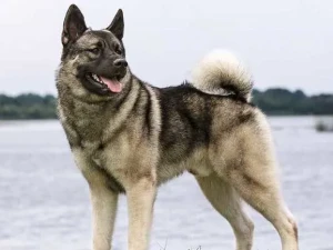 Meet the Bold Norwegian Elkhound - Confident, Independent, and Loyal Hunting Dogs. Browse Our List of Reputable Breeders to Find Your Fearless and Faithful Canine Companion Today and Experience the Excitement of Hunting Together!