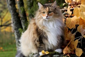 Meet the majestic Norwegian Forest Cat, with its long and fluffy coat that's perfect for colder climates. Browse our list of reputable breeders to find your very own feline companion.