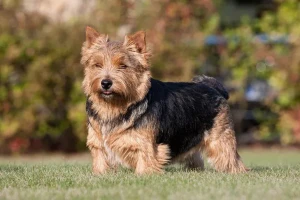 Meet the lively and spirited Norwich Terrier, a beloved breed with a big personality in a small package. Browse our list of reputable breeders to find your perfect furry companion today.