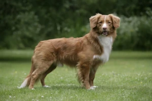 Introducing the friendly and energetic Nova Scotia Duck Tolling Retriever, a skilled hunting breed with a love for water. Discover our list of reputable breeders and bring home your very own loyal companion today.