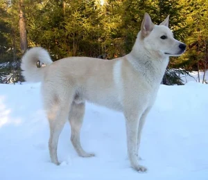 Meet the Canaan Dog - a loyal and intelligent breed that's been around for thousands of years. Learn more about this ancient breed and find reputable Canaan Dog breeders near you.