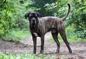 The mighty Cane Corso – loyal, protective, and powerful. Discover more about this Italian breed and find reputable Cane Corso breeders on our website.