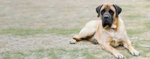 Meet the Majestic American Mastiff - Find Your Furry Companion from Top Breeders