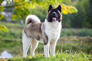 Meet the dignified and devoted Akita - a breed renowned for its loyalty and courage. Discover more about this remarkable breed and connect with reputable Akita breeders to find your perfect companion.