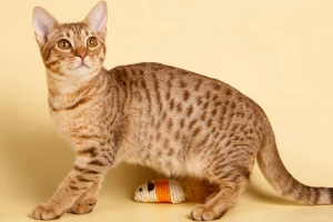 Meet the Ocicat - a stunning and exotic breed with a wild look and a loving personality. Browse our list of Ocicat breeders to find your perfect feline companion and bring home a little bit of the jungle today.