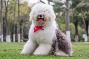 Meet the Fluffy Wonder: Old English Sheepdog. This breed's distinctive appearance and charming personality make them a beloved choice for families. Discover more about their temperament and care needs, and find reputable breeders near you on our website.