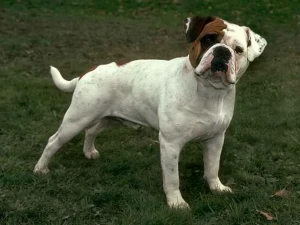 Meet the Olde English Bulldogge, a loyal and affectionate breed with a muscular build and a powerful presence. Developed in the United States, this breed is known for its athleticism and courage. Find reputable Olde English Bulldogge breeders and learn more about this wonderful breed on our website.