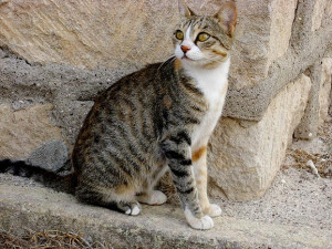 The regal and elegant Cyprus cat, known for their affectionate and playful personalities, will make a wonderful addition to any family. Browse our list of reputable Cyprus breeders to find your new furry companion today!