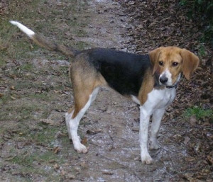Meet the Beagle-Harrier - a unique and versatile breed with the best of both worlds! Discover their playful and energetic nature, and learn about responsible breeders who prioritize the health and well-being of their dogs on our website.