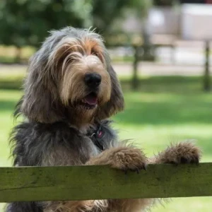 Meet the charming Otterhound, known for its keen sense of smell and love for the water. If you're looking for an intelligent and independent companion with a unique appearance, the Otterhound may be the perfect breed for you. Browse our list of reputable Otterhound breeders and learn more about this delightful breed today.