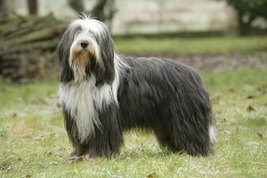 Meet the charismatic and lively Bearded Collie - a shaggy herding breed with an irresistible charm and boundless energy. Discover their history, personality, and grooming needs, and find reputable breeders who prioritize the well-being of their dogs on our website.