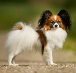 Adorable and Elegant: Meet the Papillon! Discover everything about this beloved toy breed, from its long history as a lapdog to its impressive agility skills. Find reputable Papillon breeders near you and bring home a new furry companion!