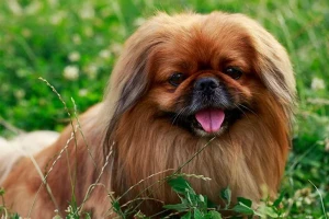 Looking for a loyal and affectionate lap dog? The Pekingese could be the one for you! Explore our list of reputable breeders and bring home your new best friend.