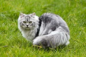 Meet the regal Persian cat, known for their luxurious long fur and sweet disposition. Browse our list of reputable Persian breeders to find your perfect companion today!