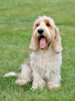 The lovable and lively Petit Basset Griffon Vendeen - a big dog in a small package! Find your new furry friend from one of our reputable Petit Basset Griffon Vendeen breeders.