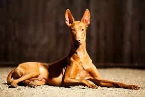 Experience royalty with the Pharaoh Hound - an ancient breed with a regal and elegant demeanor. Discover more about this intelligent and loyal breed and find reputable breeders near you.