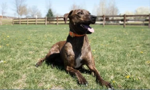 Meet the Plott Hound, a loyal and fearless hunting dog. These intelligent and energetic dogs are sure to win your heart with their affectionate nature and impressive skills. Find your new companion from our list of reputable Plott Hound breeders.