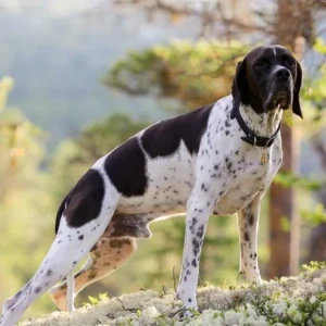 Meet the Pointer - a loyal and energetic companion for your next outdoor adventure! With their sleek and athletic build, these dogs are perfect for those who love to run, hike, and explore. Learn more about the breed and find reputable Pointer breeders on our website today!
