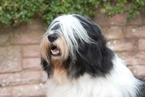 Meet the Playful and Loyal Polish Lowland Sheepdog - A Perfect Companion for Active Families. Find a Reputable Breeder Near You.