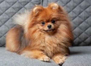 Get ready to fall in love with these furry balls of energy! Our Pomeranians are playful, charming and ready to be your constant companion. Browse our list of trusted Pomeranian breeders and find your perfect match today!