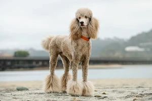 A true epitome of elegance and grace - the Standard Poodle! Find your perfect furry companion from our list of reputable Poodle breeders today!