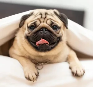Pugs are full of personality and always ready to please their humans. These adorable dogs have captured the hearts of many, and it's easy to see why! If you're looking for a loyal and loving companion, consider adopting a Pug from one of our trusted breeders.