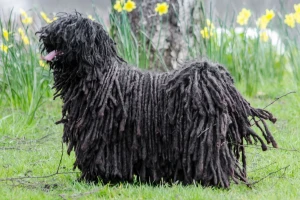 Meet the lively and unique Puli! This Hungarian herding dog is known for its distinctive dreadlock-style coat and intelligent, energetic personality. If you're looking for a loyal and playful companion, check out our list of reputable Puli breeders and bring home your new best friend!