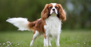 A furry bundle of love and loyalty! Meet the charming Cavalier King Charles Spaniel - the perfect family dog that will fill your heart with joy. Find your perfect match from our list of reputable Cavalier King Charles Spaniel breeders.