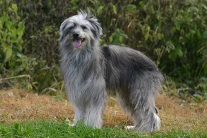 Meet the adorable Pyrenean Shepherd! With their energetic and lively personality, these dogs are always ready for adventure. Find a reputable breeder and make this lovable breed a part of your family today.